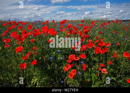 Prairie avec le maïs coquelicots (Papaver rhoeas) et de bleuet (Centaurea cyanus), l'île de Usedom, angle Lieper, Mecklembourg-Poméranie-Occidentale, Allemagne Banque D'Images