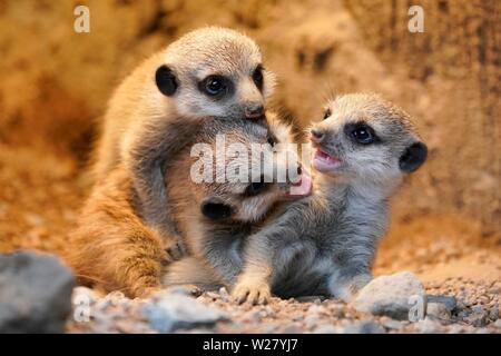 Les suricates (Suricata suricatta), les jeunes animaux jouant, Allemagne Banque D'Images