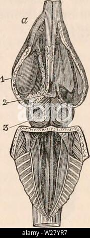 Image d'archive à partir de la page 330 de la cyclopaedia de l'anatomie et. La cyclopaedia de l'anatomie et physiologie0401cyclopdiaofana todd Année : 1847 REPTILIA. 309 peu après son origine en trois branches, dont l'un est le droit ou l'aorte systémique, la deuxième la sous-clavière droite, et le troisième le tronc commun des artères carotides et sous-clavière gauche. La gauche ou splanchanic l'aorte, antérieure à la division entre les vis- cera, dégage une grande Branche qui communique avec le droit de l'aorte descendante ou systémique. Les trois grandes artères, à savoir la pulmonaire et l'aorte, droite et gauche sont étroitement Banque D'Images