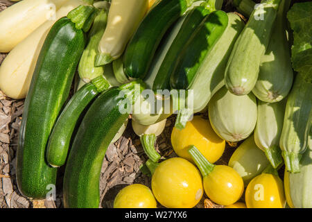 Pile de courge fraîchement récolté à Bellevue, Washington, USA. Le vert émeraude sont Delight squash. La lumière vert sont Cavili squash. Banque D'Images