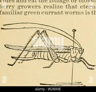 Image d'archive à partir de la page 332 de l'cyclopedia of American horticulture . Cyclopedia of American horticulture : comprenant des suggestions pour la culture de plantes horticoles, les descriptions des espèces de fruits, légumes, fleurs et plantes ornementales vendues aux États-Unis et au Canada, ainsi que des notes biographiques et géographiques cyclopediaofame02bail Année : 1906 insectes ging-out" est le plus souvent le seul recours, bien que certains indiquent qu'ils facilement tuer les depredator simplement en injectant un peu de bisulfure de carbone dans l'en- trance de son terrier et il se rapprochait rapidement avec Banque D'Images