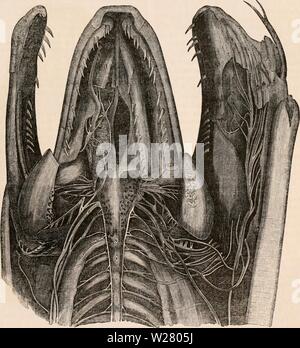 Image d'archive à partir de la page 332 de la cyclopaedia de l'anatomie et. La cyclopaedia de l'anatomie et physiologie0401cyclopdiaofana todd Année : 1847 REPTiLIA. 311 hémisphère, et projeter nettement dans le ventricule latéral. Le sillon qui se- parates bigeminal le corps n'est pas si profondément dans la sauriens comme dans l'ordre de chéloniens. Le cervelet est très petit, d'être représenté par une couche transversale de sub- stance nerveux. Dans l'Ophidian reptiles les deux hémisphères forment une masse qui est plus large que longue ; le bulbe olfactif est souvent de très grande taille, comme, par exemple, dans t Banque D'Images