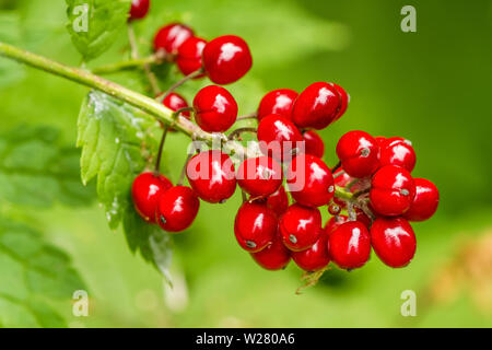 Cranberry Bush élevée (Viburnum edule) près de Snoqualmie Pass dans les Cascade Mountains, Washington, USA. Le fruit est comestible et fait un bon cran Banque D'Images