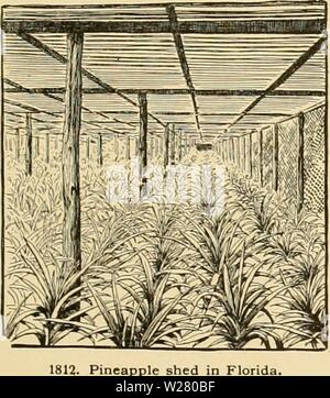 Image d'archive à partir de la page 334 de la Cyclopaedia of American horticulture Banque D'Images