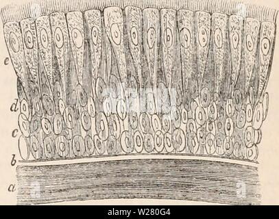 Image d'archive à partir de la page 334 de la cyclopaedia de l'anatomie et. La cyclopaedia de l'anatomie et physiologie cyclopdiaofana05todd Année : 1859, ORGANES DE LA RESPIRATION. gamme de mouvement dans lequel le larynx est capable de changer. Le diamètre de ce tube est plus grande chez le mâle que chez la femelle, à la partie inférieure à la limite d'ex- tremity ; il est presque cylindrique dans la figure, de façon permanente et patulous. Il est composé dans le sujet humain en général d'environ dix-huit anneaux cartilagineux ; de ces bagues, les pos- quatrième e résultats t est déficiente ; le cercle est complété à cet intervalle d'un système musculo-moi Banque D'Images