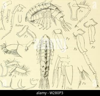 Image d'archive à partir de la page 335 de la Danish Ingolf-Expedition (1899-1953). L'expédition danoise Ingolf-danishingolfex daniuoft3CPT8Année : 1899-1953 254 CRUSTACÉS Malacostracés. VII. Fig. 73. Bruzelia dentata. en longueur ; le flagelle pas beaucoup plus long que le pédoncule, mixte 5ème, avec 7 joints. Les parties orales pas essentiellement en désaccord avec ceux de l'espèce-type (B. typica, G. O. Sars 1895, pi. 138). Les sideplates des péréiopodes 1-3 près, eurvate quelque peu, avec la marge ventrale et finement dentées ou inégalement denticulées. La plaque latérale 4e a la même forme que nos 1-3, un Banque D'Images