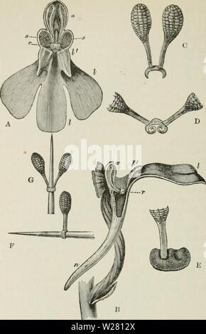 Image d'archive à partir de la page 337 du darwinisme une exposition de Banque D'Images