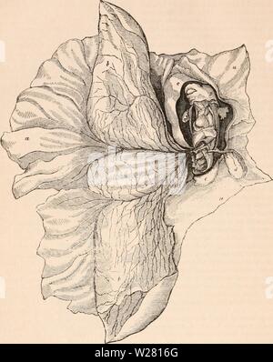 Image d'archive à partir de la page 337 de la cyclopaedia d'anatomie et de Banque D'Images