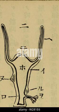 Image d'archive à partir de la page 339 du Dbutsugaku zasshi (1889) Banque D'Images