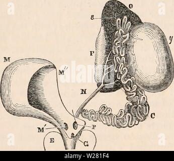 Image d'archive à partir de la page 339 de la cyclopaedia de l'anatomie et. La cyclopaedia de l'anatomie et physiologie0401cyclopdiaofana todd Année : 1847 318 REPTILIA. et est conforme à ce qui existe de très près dans la classe des oiseaux. Les testicules sont toujours au nombre de deux, et situé dans la cavité abdominale de chaque côté de la colonne vertébrale, leur po- tion étant plus ou moins avancé vers l'avant en suivant les circonstances : ils sont, cependant, constamment en juxtaposition avec les reins, sous ou devant laquelle ils sont toujours placés. Dans les chéloniens ils sont toujours trouvés à être connecté avec l'en- feri Banque D'Images