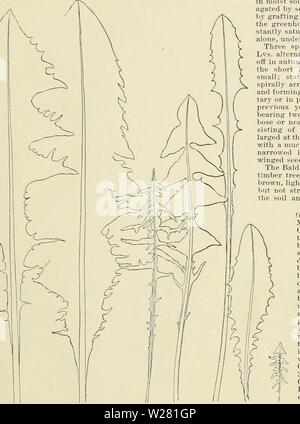 Image d'archive à partir de la page 340 de l'horticulture, de l'American Cyclopaedia comprenant. Cyclopedia of American horticulture, comprenant des suggestions pour la culture de plantes horticoles, les descriptions des espèces de fruits, légumes, fleurs et plantes ornementales vendues aux États-Unis et au Canada, ainsi que des notes biographiques et géographiques cyclopediaofam04bail Année : 1900 TASMAXNIA em serres : Ivs. plutôt petit, oWong laneeolate à oblongues-, généralement obtus, réduite à un court pétiole : Sh, H-1 dans l'ensemble., par petites groupes terminaux. Au printemps. La Tasmanie. B.R. 31:43 (blanche, teintée Banque D'Images