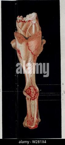 Image d'archive à partir de la page 342 de de la régéneration des organes. De la régéneration des organes et des tissus delargnerationde00dema Année : 1874 Duriarquaf priFj) Cassai iid fig. (2) obs, fig. (3 obs- 5 Banque D'Images