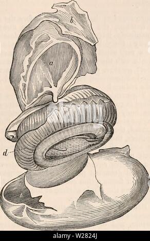 Image d'archive à partir de la page 344 de la cyclopaedia d'anatomie et de Banque D'Images