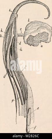 Image d'archive à partir de la page 344 de la cyclopaedia d'anatomie et de Banque D'Images