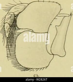 Image d'archive à partir de la page 344 de la Decapoda Brachyura du Banque D'Images