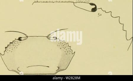 Image d'archive à partir de la page 344 de la Decapoda Brachyura du. Les Decapoda Brachyura du Siboga decapodabrachyur expédition1112tesc Année : 1918 Banque D'Images