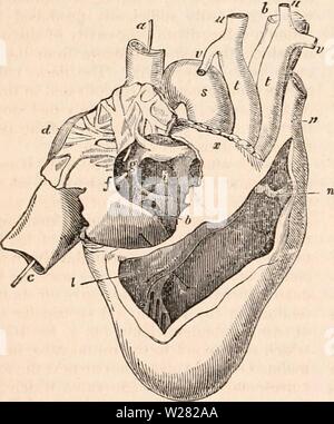 Image d'archive à partir de la page 345 de la cyclopaedia de l'anatomie et. La cyclopaedia de l'anatomie et physiologie cyclopdiaofana01todd Année : 1836 330 AVES. cavités distinctes, wluch ont les mêmes relations à l'autre, et d'impressionner le même cours sur le fluide en circulation. La forme de cette viscus est toujours celui d'un cône, parfois large et court, comme dans l'autruche et Crane ; parfois plus allongée, comme dans le gabarit (Émeu- 167) et charognard ; ou encore plus aigu, comme dans le courlis, oiseaux communs, &c. Sa situation est plus antérieure et mésial que dans Mammalia, et son axe est toujours parallèle à l'axe de Banque D'Images