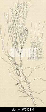 Image d'archive à partir de la page 346 de Dansk botanisk arkiv (1913-1981). Dansk botanisk arkiv danskbotaniskark03dans Année : 1913-1981 F. Børgesen : Rhodophyceae du Danish W. Indies. 339 Forme du Pacifique à mon au rebut parce que ceux recueillis par Liebman ont très probablement été conservés dans l'herbier de J. Agardh à Lund, 1 n'ont pas été en mesure de comparer les deux usines, mais lam plus enclin à penser que BoRNET a raison. La structure de cette plante a été examiné par Falken- berg, 1. c. Dans sa manière de se développer- ment il porte une ressemblance étroite pour Herposi- phonia tenella ayant une tige principale prostré, rampant Banque D'Images