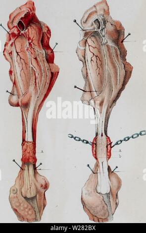 Image d'archive à partir de la page 346 du de la régéneration des organes. De la régéneration des organes et des tissus delargnerationde00dema Année : 1874 DEMAiÂÇUAÏ, régénération des tissas. 6. 7. obs. 11 Banque D'Images