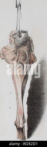 Image d'archive à partir de la page 346 du de la régéneration des organes. De la régéneration des organes et des tissus delargnerationde00dema Année : 1874 Vemâpjuay proej). Cassât jj . fig. 9 (cbs.l2 par Riblie BBailiere J et Bis,une ChFsssohStrasbotirg.lith Casseroles Banque D'Images