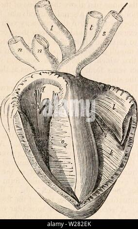 Image d'archive à partir de la page 346 de la cyclopaedia de l'anatomie et. La cyclopaedia de l'anatomie et physiologie cyclopdiaofana01todd Année : 1836 AVES. 331 gurgitation par cet orifice n'est pas est d'une seconde valve musculaire, qui, bien que petite, est le chef des particularités dans le coeur d'oiseaux. Fig. 169. n m fig. 168. Ventricules du cœur d'un cygne. Le ventricule droit (k,Jig. 168) est une étroite trian- gulaires, empreinte appliquée comme elle était à droite et bord antérieur du ventricule gauche, mais non pas ex- tendant à la pointe du cœur. L'parietes sont lisses, et, sauf à l'ventri septum Banque D'Images