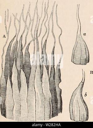 Image d'archive à partir de la page 347 de la cyclopaedia d'anatomie et de Banque D'Images