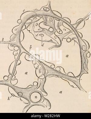 Image d'archive à partir de la page 347 de la cyclopaedia d'anatomie et de Banque D'Images