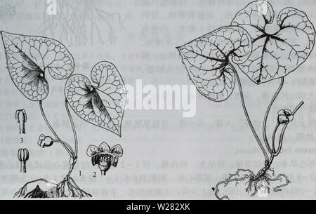 Image d'archive à partir de la page 350 de da wu zhi shan bie. da shan Wu Zhi Zhi bie dabieshanzhiwuzh00zixi Année : 2006. Banque D'Images