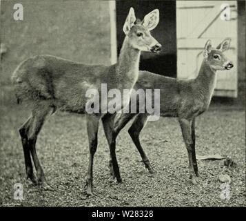 Image d'archive à partir de la page 350 de la deer de tous les pays ; Banque D'Images