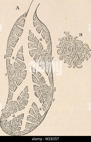 Image d'archive à partir de la page 351 de la cyclopaedia d'anatomie et de Banque D'Images