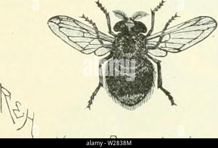 Image d'archive à partir de la page 352 de Darwin, Darwin et après une Banque D'Images