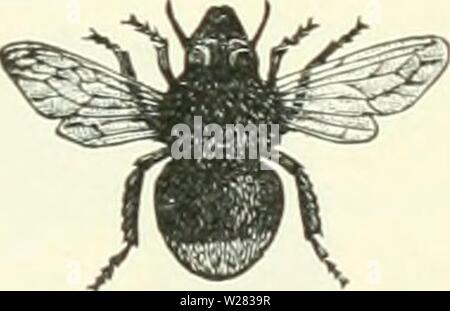 Image d'archive à partir de la page 352 de Darwin, Darwin et après une Banque D'Images