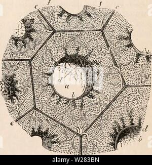 Image d'archive à partir de la page 352 de la cyclopaedia d'anatomie et de Banque D'Images