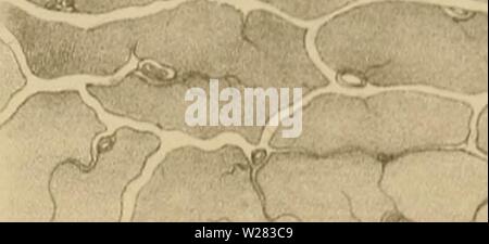 Image d'archive à partir de la page 352 de de la régéneration des organes Banque D'Images