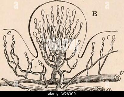 Image d'archive à partir de la page 352 de la cyclopaedia d'anatomie et de Banque D'Images