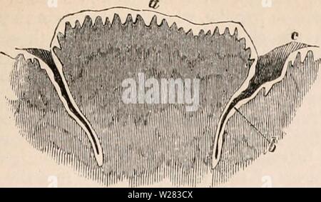 Image d'archive à partir de la page 352 de la cyclopaedia d'anatomie et de Banque D'Images