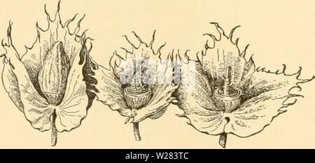 Image d'archive à partir de la page 355 de Cyclopedia of American horticulture Banque D'Images