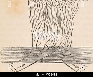Image d'archive à partir de la page 357 de la cyclopaedia de l'anatomie et. La cyclopaedia de l'anatomie et physiologie cyclopdiaofana05todd Année : 1859 282 navires et l'épithélium respiratoire. Cet organe, cependant, est encore composé d'un certain nombre d'pccu- Fig. 230. Plan d'vaisseaux sanguins dans le presse-étoupe (} ? aérogènes de l'air de la vessie à la morue, montrant le caractère simplement des navires en boucle. {Original.) a, a, indiquez une strate de fibres, de navires, et l'épithélium tapissant la surface interne de la glande en commun avec l'ensemble de l'intérieur de la vessie. liarly- de l'air organisés, de forme allongée, qui permette Banque D'Images