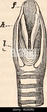 Image d'archive à partir de la page 360 de la cyclopaedia de l'anatomie et. La cyclopaedia de l'anatomie et physiologie cyclopdiaofana01todd Année : 1836 Fig. 175.
