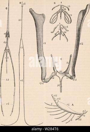 Image d'archive à partir de la page 360 de la cyclopaedia de l'anatomie et. La cyclopaedia de l'anatomie et physiologie0402cyclopdiaofana todd Année : 1849 Langue maternelle. Fig. 760. 1145 L'anatomie comparée de l'appareil hyoïde. (Après l'Gcoffroy et Owen.), un poisson (morue). 13, 1 : Grenouille (reptile, têtard ; 2, adulte). C, D''oiseaux, (C, d'une grue ; D, Roux). E, de mammifères (cheval). est devenu sclérosé, et, avec la cerato- hyal, fusionner avec la BASI-hyal. Comme dans leur précédent état ils subserved de respira- tion, alors maintenant ils font la même chose - comme ils l'avant a appuyé les branchies, donc maintenant ils appuient la trachée un Banque D'Images