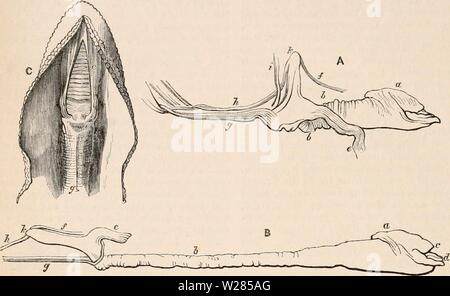 Image d'archive à partir de la page 363 de la cyclopaedia de l'anatomie et. La cyclopaedia de l'anatomie et physiologie0402cyclopdiaofana todd Année : 1849 1148 LANGUE MATERNELLE. la bouche, c'est perçu comme une couleur blanchâtre, charnue, ru- ratus et les muscles, et de la description des deux déduire l'explication la plus probable des mouvements. Lorsqu'une partie du tégument et mâchoire inférieure d'un côté est retiré, afin d'exposer la langue lorsque rétracté dans la masse gous, environ un pouce et demi de long, remplir la cavité buccale, afin d'appuyer sur le plancher de la bouche et de la gorge, dans la forme quelque chose d'un cône à la base Banque D'Images