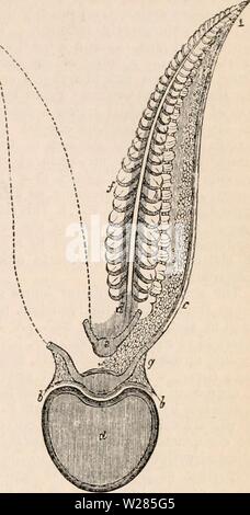 Image d'archive à partir de la page 364 de la cyclopaedia d'anatomie et de Banque D'Images