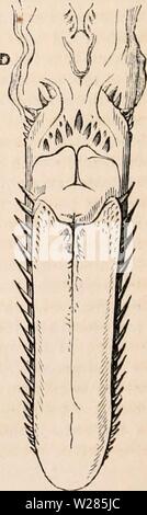 Image d'archive à partir de la page 365 de la cyclopaedia de l'anatomie et. La cyclopaedia de l'anatomie et physiologie0402cyclopdiaofana todd Année : 1849