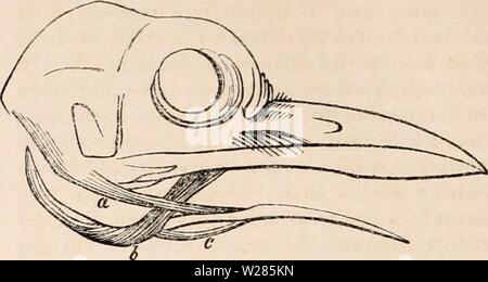 Image d'archive à partir de la page 365 de la cyclopaedia de l'anatomie et. La cyclopaedia de l'anatomie et physiologie0402cyclopdiaofana todd Année : 1849 1150 LANGUE MATERNELLE. Le mouvement, et, en un instant, la langue a été abattu, a de nouveau disparu, et avec elle sa proie a disparu aussi, l'ensemble étant effectuée avec une vitesse qui fait sursauter l'un nouveau à chaque fois qu'il est assisté. Aves.-La langue des oiseaux peut être indiqué, en général, à être, comme celle de reptiles, préhensile et de non-gustative. Le goût et la mastication, ou, en tout cas, le goût et un certain retard de l'aliment dans la bouche, toujours de pair ; chez les oiseaux Banque D'Images