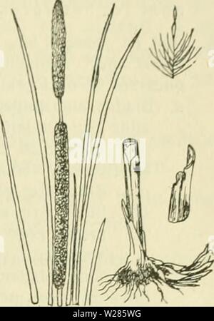 Image d'archive à partir de la page 366 de De flora van Nederland (1909-11). De flora van Nederland defloravannederl01heuk Année : 1909-11. FAMILIE 14. TYPHACEAE. 325 Volksnamen. Behalve bij het geslacht de roseaux typha, fenoemde bollepiest nog worden de Namur en Frise, en bullepees boilepezen dans Salland à Groningue, Salland en de Graafschap Zutphen jebriiikt. T. angustifólia lischdodde L') Kleine (fig. 238). Ook deze plante est en krachtigen hairless stengel. De bladen zijn groen, petite (3-lü) race niM, flauw, gootvoriiiig riigzijde agachado tot aan de semestre cylindrisch, langer dan de stengel. Banque D'Images