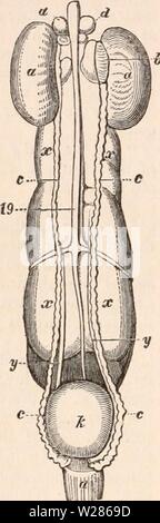 Image d'archive à partir de la page 369 de la cyclopaedia d'anatomie et de Banque D'Images