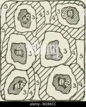 Image d'archive à partir de la page 370 de la Cyclopaedia de cultures agricoles Banque D'Images