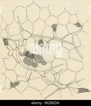Image d'archive à partir de la page 370 de Dansk botanisk arkiv (1913-1981). Dansk botanisk arkiv danskbotaniskark03dans Année : 1913-1981 F. Børgesen : Rhodopliyceae des Indes Occidentales danoises W.. 363 Le tetrasporangia, et des anthéridies sont trouvés sur cystocarpes usines distinctes. Le tetrasporangia sont développés dans les tissus périphériques. La belle-mère de cellules grossissent, les sporanges remplis de proto- plasma et d'obtenir une couleur rouge foncé. Zonately Ils sont divisés. L'anthéridie se produisent tous les stands- où à la sur- face de la plantes mâles formant de petites ou larg- er des groupes. Le procarps carpogonial et b Banque D'Images