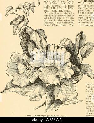 Image d'archive à partir de la page 373 de Cyclopedia of American horticulture Banque D'Images
