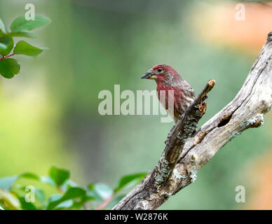Un petit Finch assis sur une crape myrtle membre de l'arbre. Banque D'Images